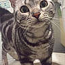 Jelly joined the competition — help win amazing prizes! cat, tabby_cat, pet, animal, curious, indoor, toilet, bathroom, fur, whiskers, ears, closeup, looking, standing, striped, domestic_cat, mammal, face, eyes, nose