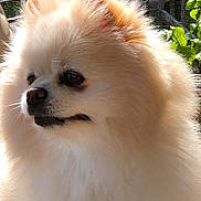 Precious is registered to the contest to win money with this photo: animal, background_blur, close_up, cream_color, cute, dog, ears, face, fluffy, fur, natural_light, nose, outdoor, pet, pomeranian, portrait, side_view, small_dog, sunlight, whiskers