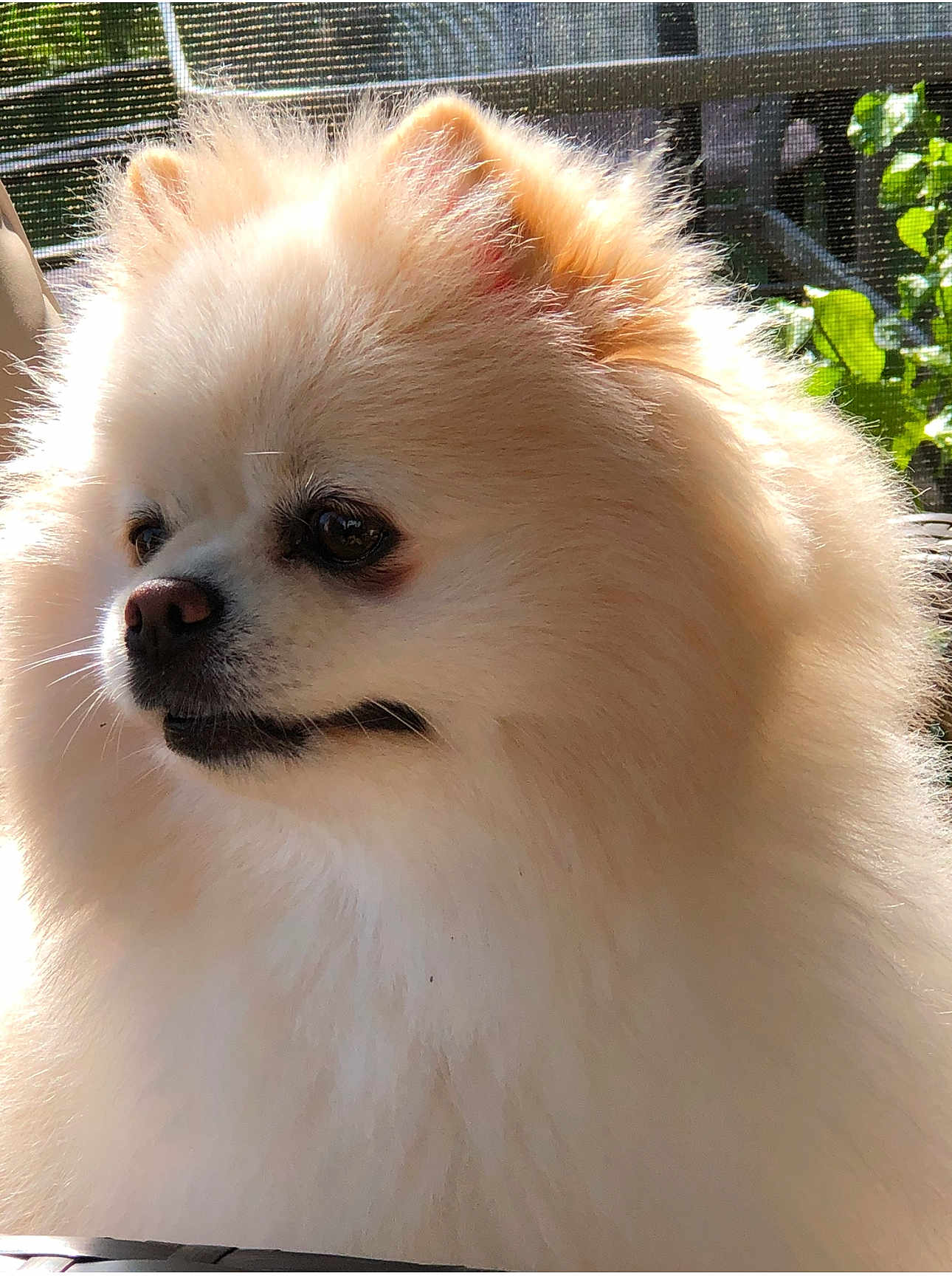 Precious