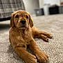puppy, dog, golden_retriever, carpet, indoor, pet, animal, cute, fur, relaxed, laying_down, close_up, young, mammal, domestic_animal, canine, portrait, whiskers, soft, friendly