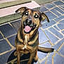 dog, animal, pet, happy, sitting, outdoor, stone_floor, doorstep, tongue_out, brown_fur, black_fur, ears, shadow, night, tile, smiling, canine, looking_up, domestic_animal, friendly