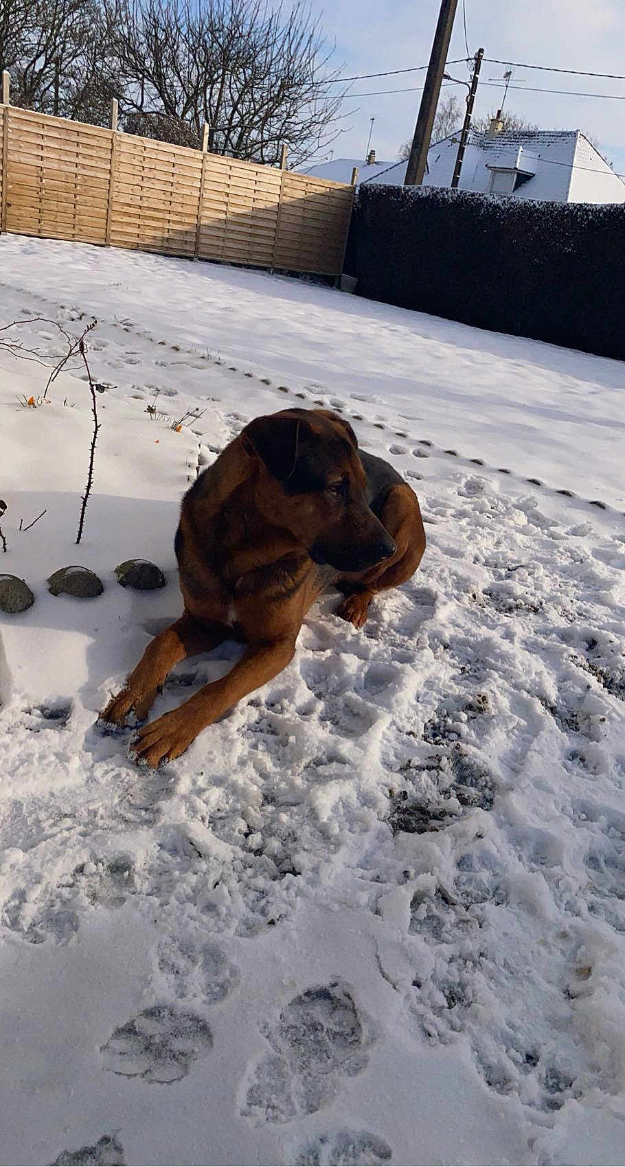 Larko