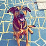 dog, animal, pet, sitting, happy, outdoor, stone_floor, ears, tail, brown_fur, black_fur, tongue, smile, pavement, canine, friendly, looking_up, alert, sunlight, daytime