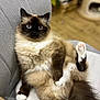 Myrtille participe au concours pour gagner de l'argent avec cette photo : cat, fluffy, blue_eyes, relaxed, indoor, chair, pet, feline, cute, paw, sitting, cozy, fur, animal, domestic, soft, mammal, whiskers, cute_pet, laid_back