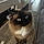 Myrtille