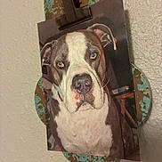 Rascal joined the competition — help win amazing prizes! dog, bulldog, dog_portrait, animal, pet, face, eyes, nose, ears, white_and_brown, blue_eyes, serious_expression, close_up, wall, clipboard, clip, wood, distressed_paint, indoor, photograph