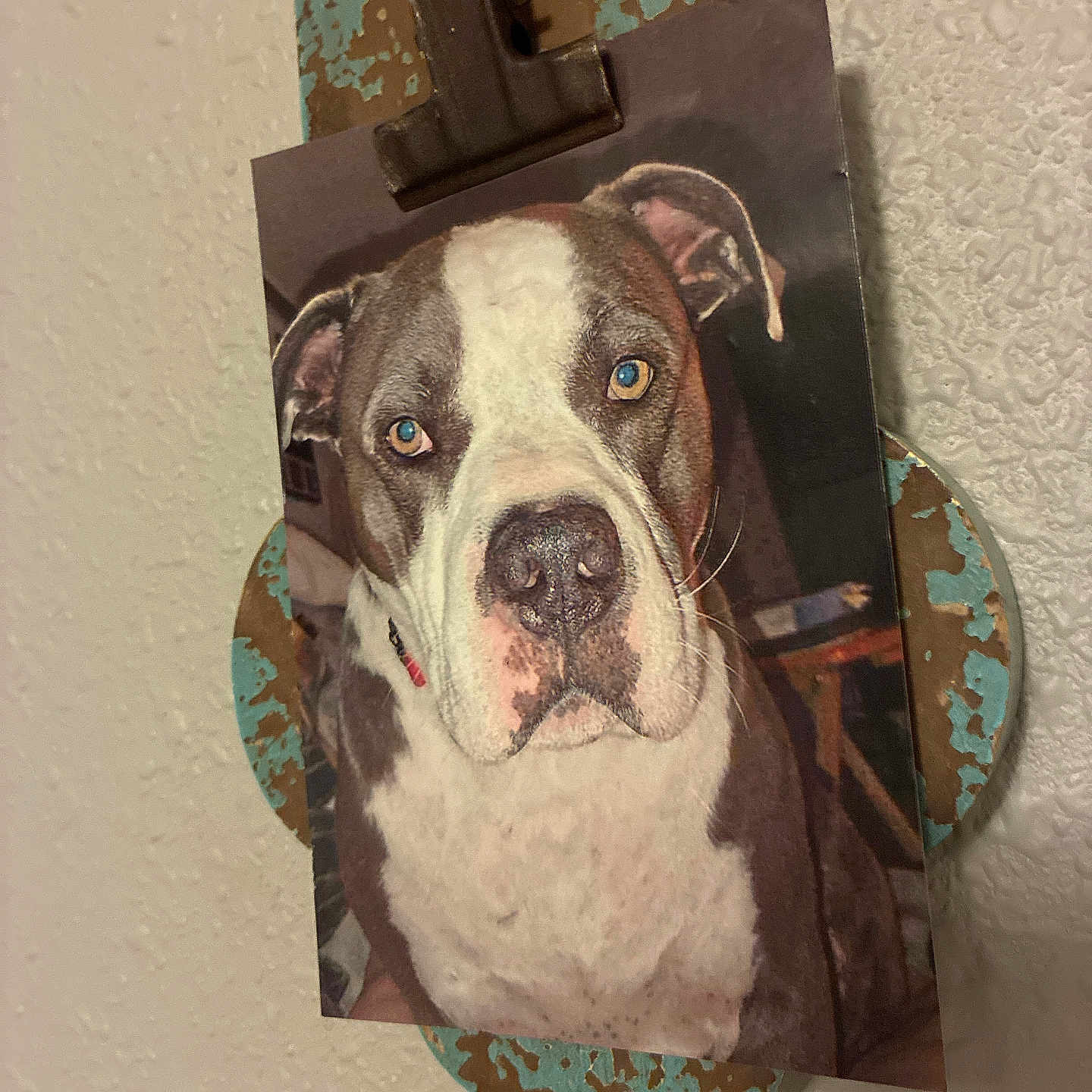 Rascal