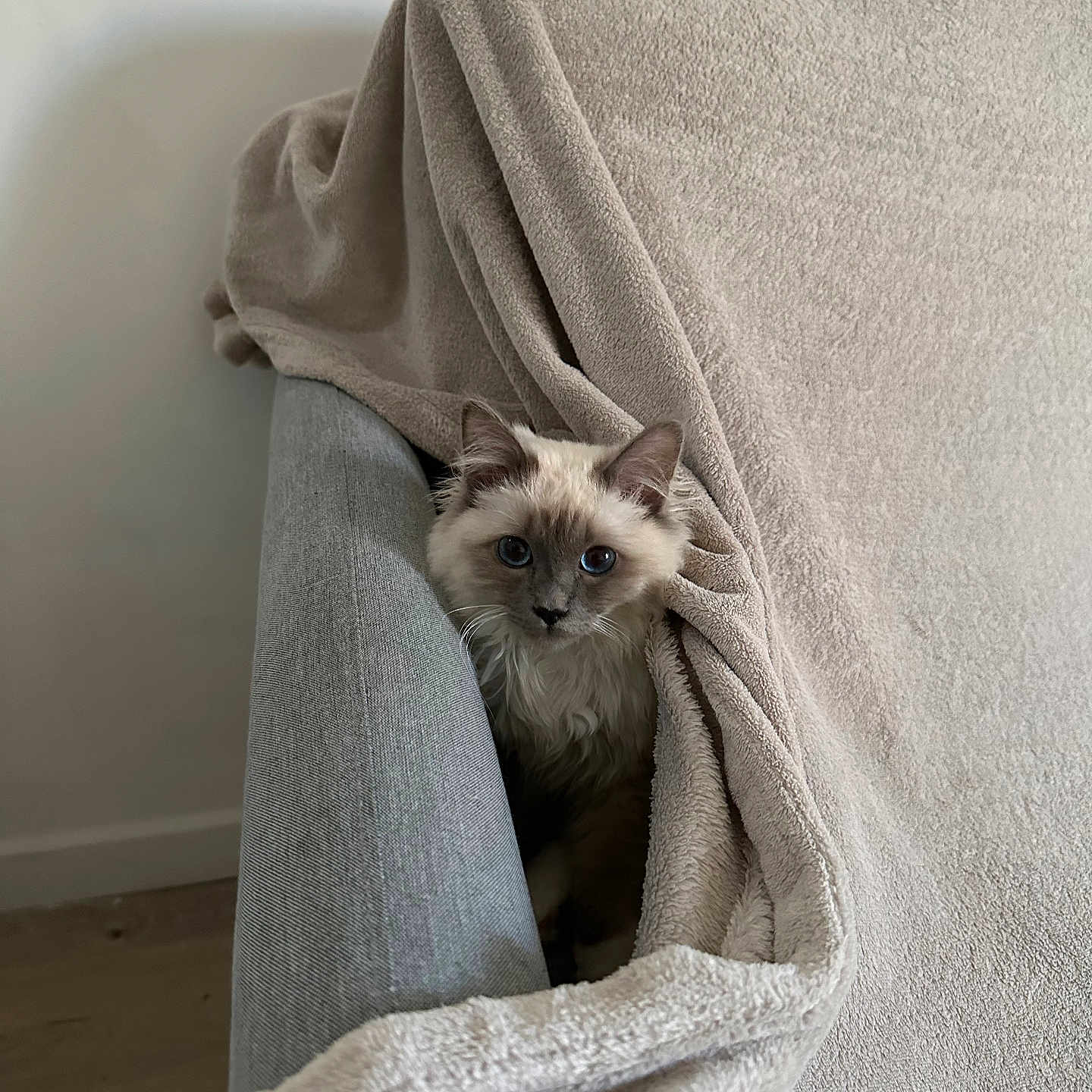 Yoda a rejoint le concours — aidez-le/la à gagner de superbes lots ! animal, armchair, beige, blanket, blue_eyes, cat, comfort, cozy, curious, cute, domestic, feline, fluffy, fur, gray, indoor, peek, pet, soft_texture, whiskers