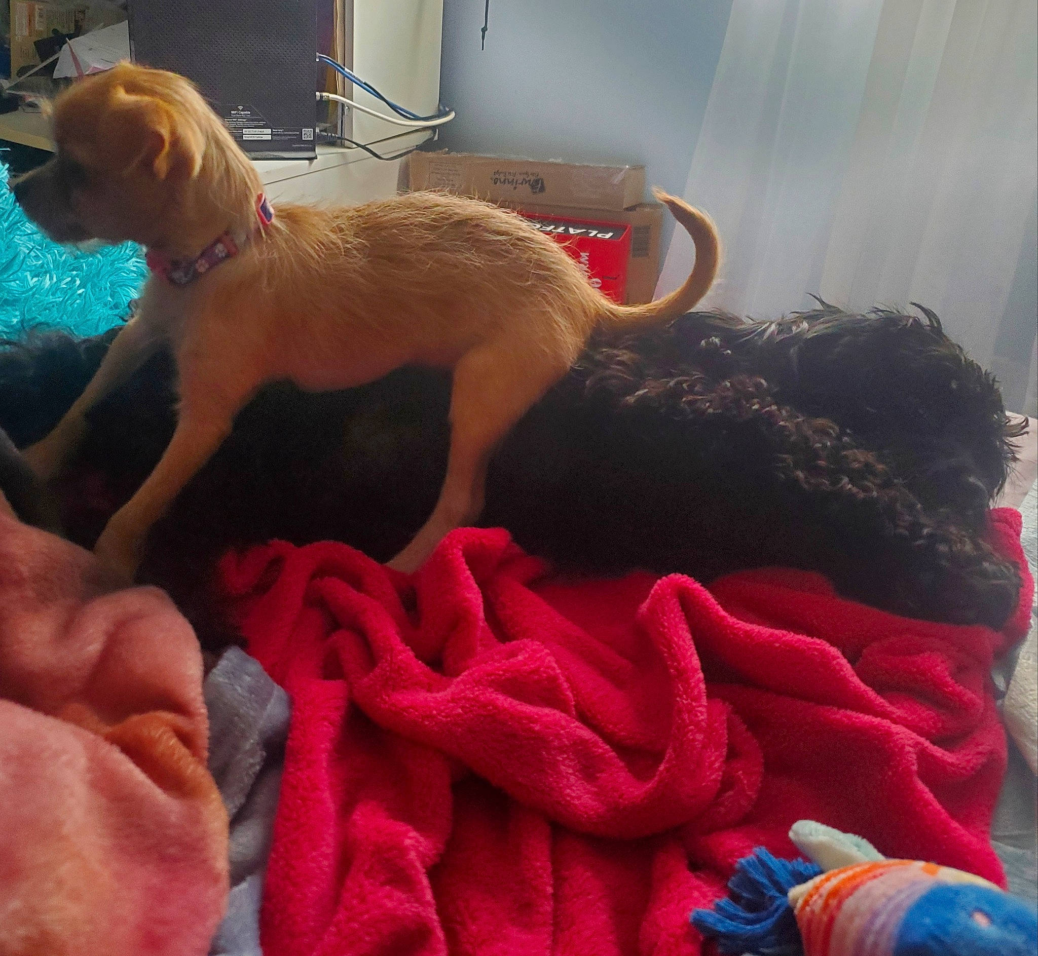 Ariel joined the competition — help win amazing prizes! canidae, carnivore, companion_dog, dog, dog_breed, dog_supply, fawn, fur, glove, knitting, natural_material, pet_supply, sporting_group, stuffed_toy, textile, thread, toy_dog, wool, woolen, working_animal