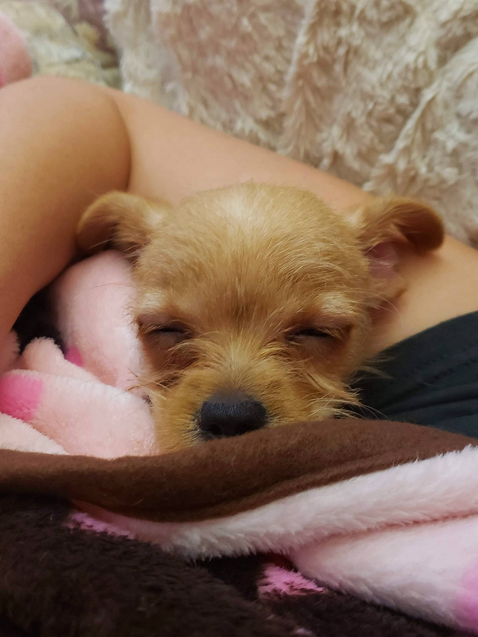 Ariel joined the competition — help win amazing prizes! beige, canidae, carnivore, chihuahua, comfort, companion_dog, dog, dog_breed, dog_supply, fawn, fur, non_sporting_group, pink, puppy, skin, small_terrier, snout, toy_dog, vertebrate, working_animal