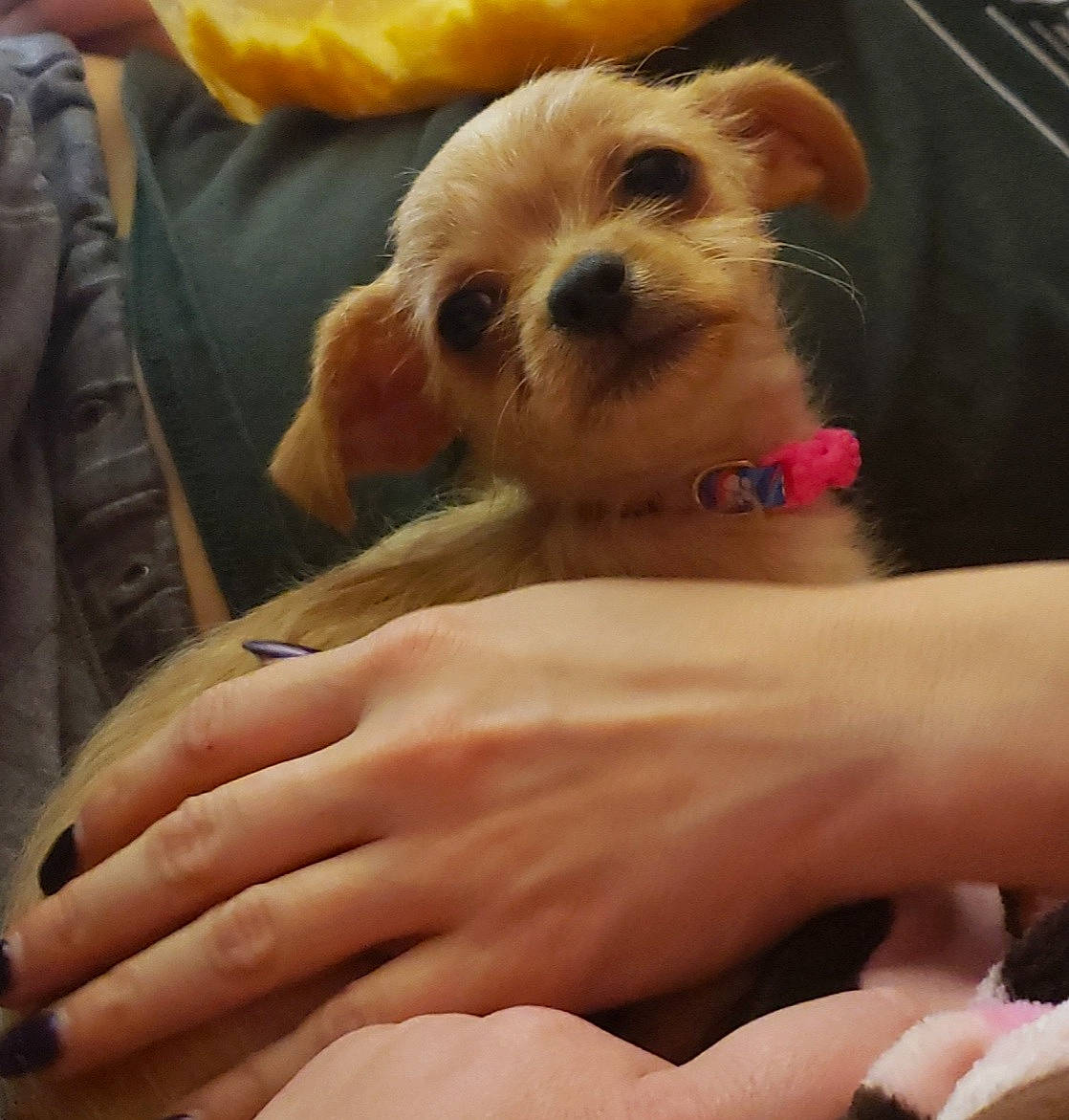 Ariel is registered to the contest to win money with this photo: canidae, carnivore, collar, companion_dog, dog, dog_breed, dog_supply, fawn, finger, hand, nail, pet_supply, puppy, snout, sporting_group, thumb, toy_dog, vertebrate, working_animal, wrist