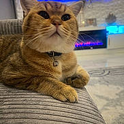 Tiger is registered to the contest to win money with this photo: cat, tabby_cat, pet, feline, indoor, couch, texture, whiskers, collar, bell, living_room, furniture, television, fireplace, cozy, relaxed, curious, closeup, domestic_animal, home
