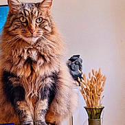 Loulou participe au concours pour gagner de l'argent avec cette photo : animal, brown, cat, close_up, cozy, decor, domestic, dried_plants, feline, fluffy, fur, indoor, intense_gaze, long_hair, pet, portrait, sitting, tabby, vase, wooden_surface