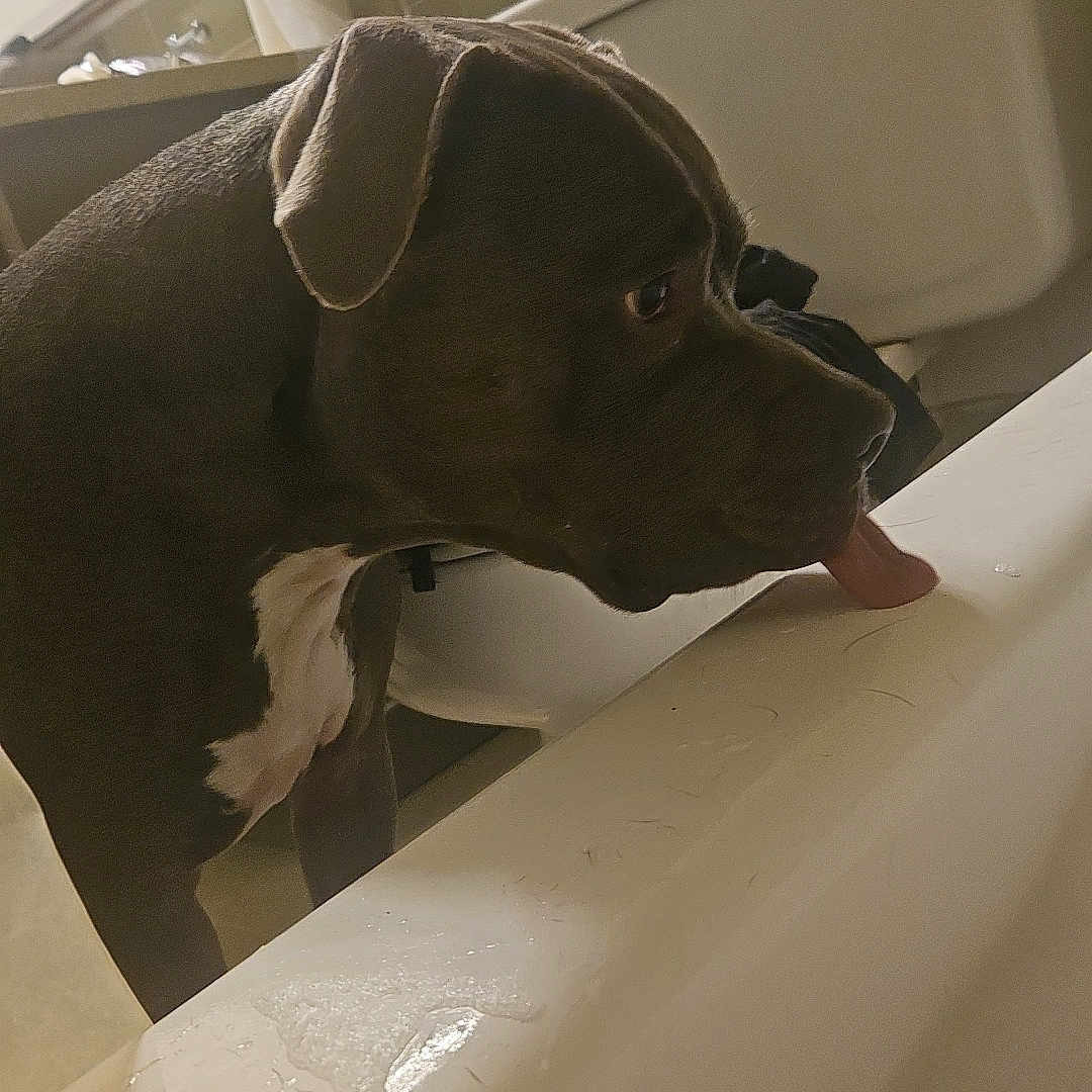 Apollo is registered to the contest to win money with this photo: animal, bathing, bathtub, boxer, bulldog, canine, dog, greatdane, handrail, hound, indoors, labradorretriever, person, pet, pitbull, pointer, puppy, snout, tap, tub