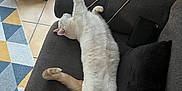 Flocon a rejoint le concours — aidez-le/la à gagner de superbes lots ! cat, stretching, couch, indoor, white_cat, ginger_tail, pillow, rug, floor_tiles, window, door, decorative_statue, living_room, relaxing, pet, feline, fur, home, cozy, daylight