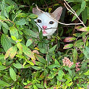 Flocon participe au concours pour gagner de l'argent avec cette photo : cat, white_cat, greenery, leaves, plants, nature, outdoor, hiding, curious, pink_nose, animal, pet, face, whiskers, bush, branch, closeup, wild, camouflage, eyes