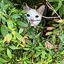 cat, white_cat, greenery, leaves, plants, nature, outdoor, hiding, curious, pink_nose, animal, pet, face, whiskers, bush, branch, closeup, wild, camouflage, eyes
