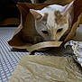 cat, paper_bag, white_cat, orange_spots, table_surface, foil, indoor, curious, pet, animal, sniffing, crumpled_paper, domestic_cat, close_up, feline, brown_paper, texture, cozy, home, focused