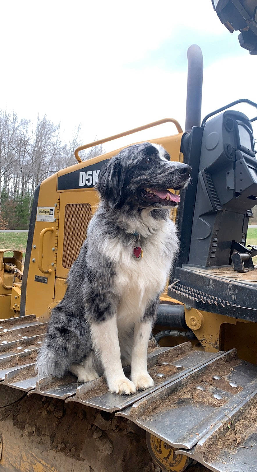 Bobo is registered to the contest to win money with this photo: auto_part, automotive_tire, canidae, carnivore, cloud, companion_dog, dog, dog_breed, engineering, fur, gas, herding_dog, machine, motor_vehicle, sky, snout, sporting_group, tail, tree, working_dog