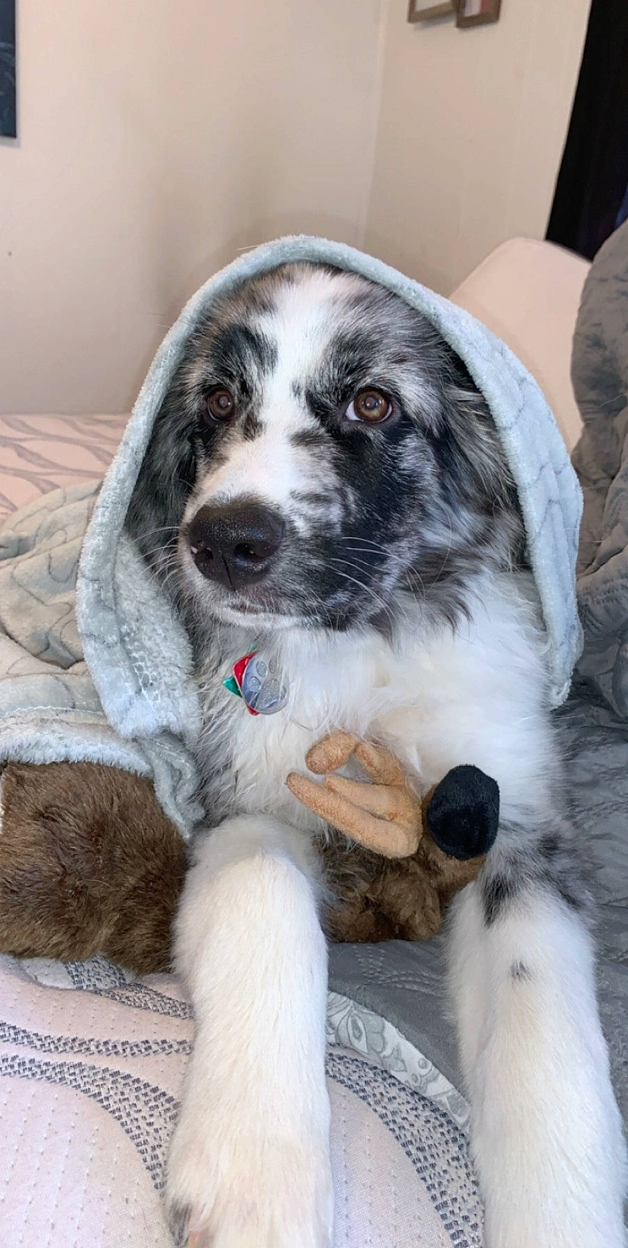 Bobo is registered to the contest to win money with this photo: bored, carnivore, companion_dog, dog, dog_breed, fur, gun_dog, snout, sporting_group, whiskers, working_animal, working_dog