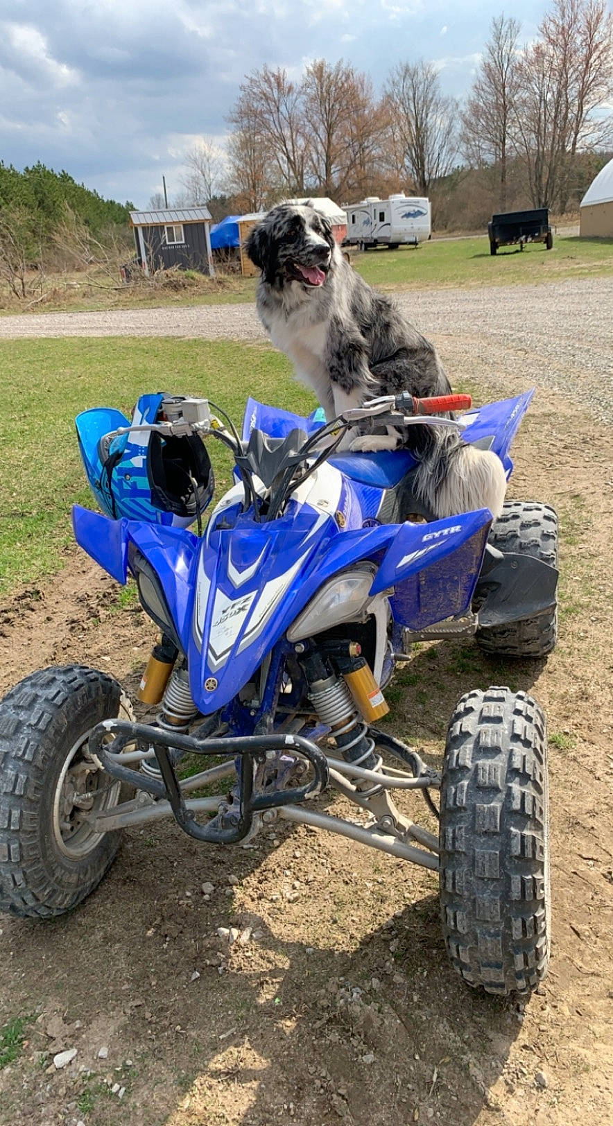 Bobo is registered to the contest to win money with this photo: alloy_wheel, automotive_design, automotive_exterior, automotive_tire, cloud, dog, fender, land_vehicle, motor_vehicle, motorsport, off_road_racing, plant, rim, sky, synthetic_rubber, tire, tread, tree, vehicle, wheel