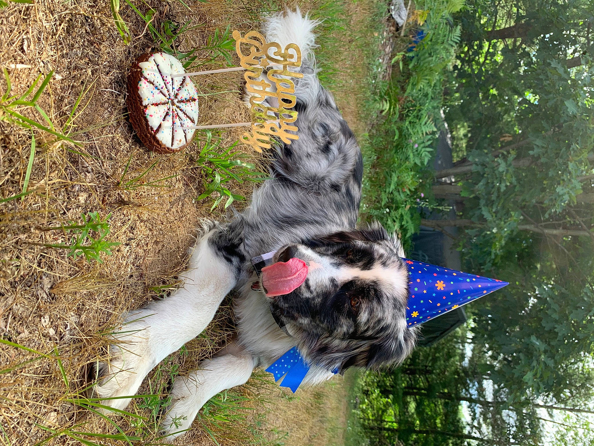 Bobo is registered to the contest to win money with this photo: art, canidae, carnivore, companion_dog, dog, dog_breed, domestic_short_haired_cat, felidae, fur, grass, lawn_ornament, plant, pole, small_to_medium_sized_cats, sporting_group, tail, tree, trunk, wildlife, working_animal