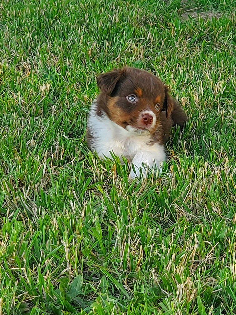 Aussie joined the competition — help win amazing prizes! australian_shepherd, brittany, canidae, carnivore, companion_dog, dog, dog_breed, drentse_patrijshond, grass, mammal, pointing_breed, puppy, sporting_group, vertebrate