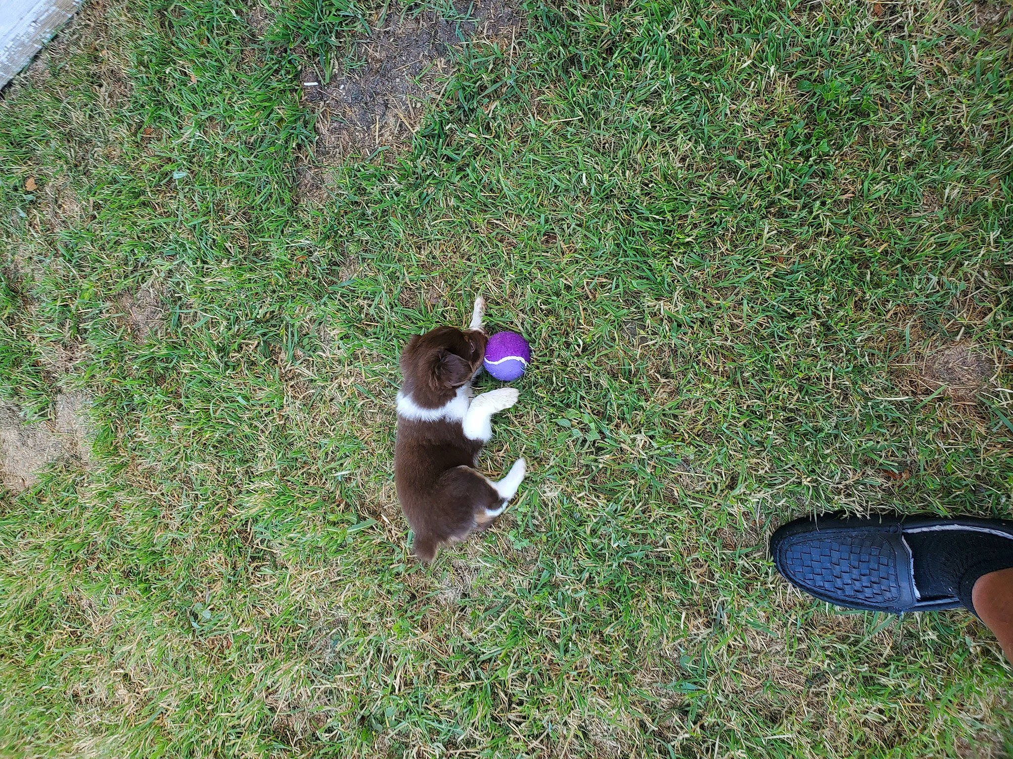 Aussie joined the competition — help win amazing prizes! canidae, carnivore, dog, dog_breed, grass, grass_family, plant, sporting_group