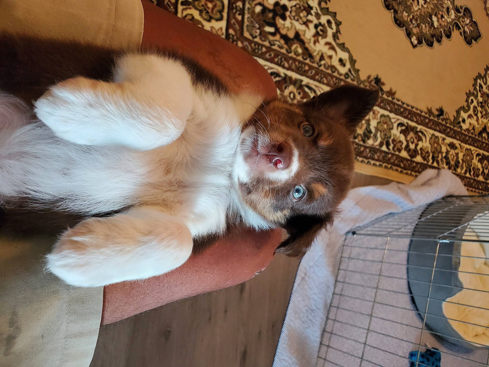 Aussie joined the competition — help win amazing prizes! balinese, canidae, carnivore, cat, fawn, felidae, kitten, mammal, paw, small_to_medium_sized_cats, whiskers