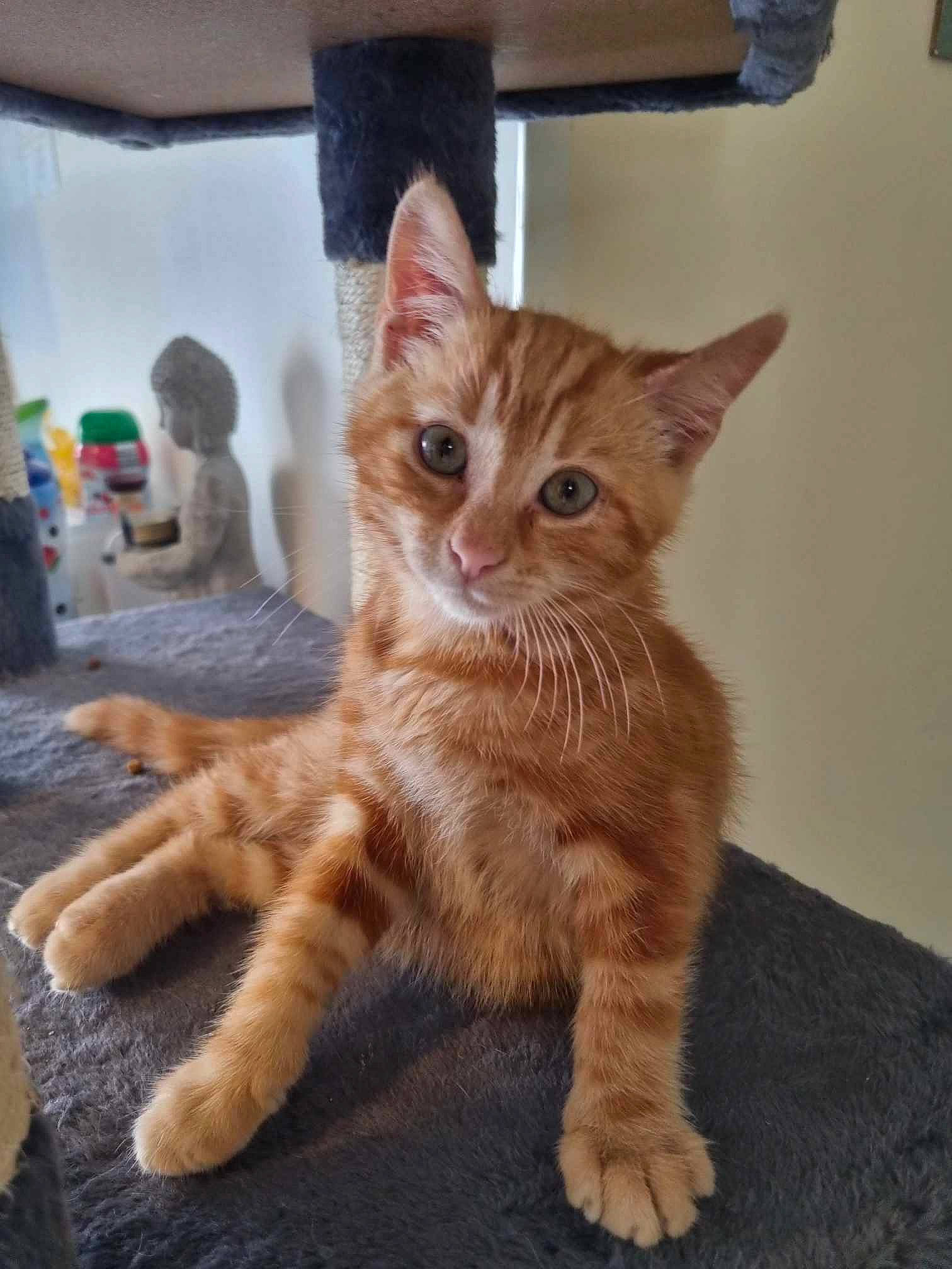 Caramel a rejoint le concours — aidez-le/la à gagner de superbes lots ! carnivore, cat, claw, domestic_short_haired_cat, fawn, felidae, fur, paw, small_to_medium_sized_cats, snout, tail, terrestrial_animal, whiskers, window, wood