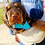 puppy, dog, brown_dog, blue_harness, close_up, outdoor, person, jacket, fleece_sling, hand, cute, pet, animal, portrait, grass, tree, sunlight, warm, young_dog, holding