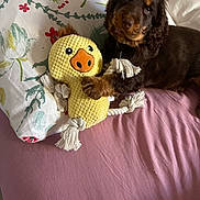 Marlon participe au concours pour gagner de l'argent avec cette photo : puppy, dog, toy, plush_toy, yellow_toy, bed, pink_sheet, pillow, floral_pattern, dragonfly, brown_dog, cute, pet, indoor, lying_down, rope_toy, cozy, soft, animal, playful