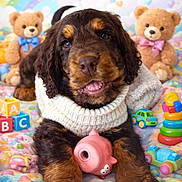 Marlon participe au concours pour gagner de l'argent avec cette photo : animal, baby_toy, background, blanket, childlike, colorful, cozy, cute, dog, happy, indoor, pet, playful, puppy, rainbow, smiling, soft, teddy_bear, toy, warm