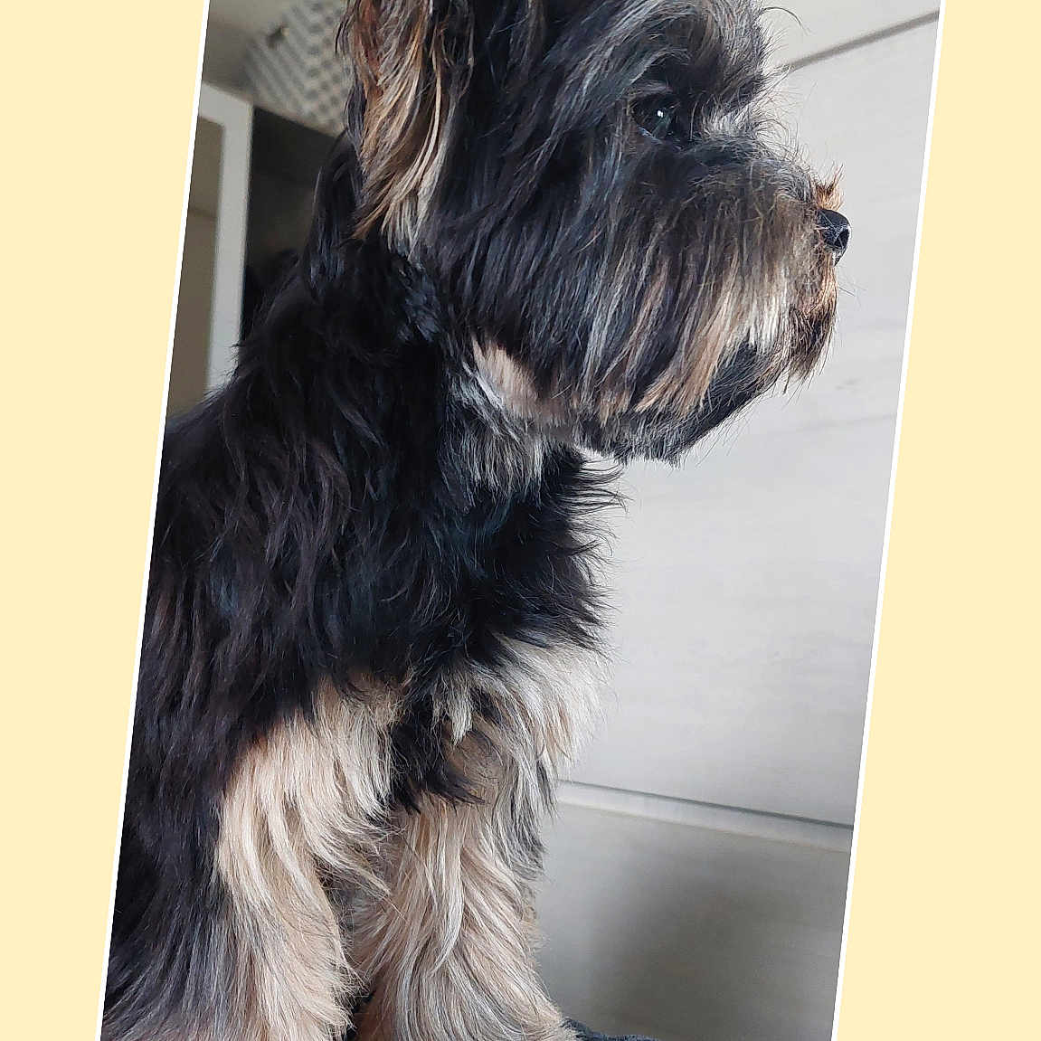 Tédi participe au concours pour gagner de l'argent avec cette photo : affenpinscher, airedale, animal, canine, cockerspaniel, dog, hound, pet, poodle, puppy, terrier