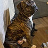 animal, brindle, brown, canine, casual, companion, couch, curtain, dog, domestic, floor, furniture, home, indoor, living_room, looking_back, pet, seated, white_paws, wooden_floor