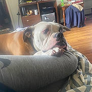 Athena joined the competition — help win amazing prizes! blanket, blanket_pattern, bottle, bulldog, cabinet, coat, dog, fan, furniture, indoors, living_room, nose, paw, pet, portrait, resting, side_table, sofa, television, wood_floor