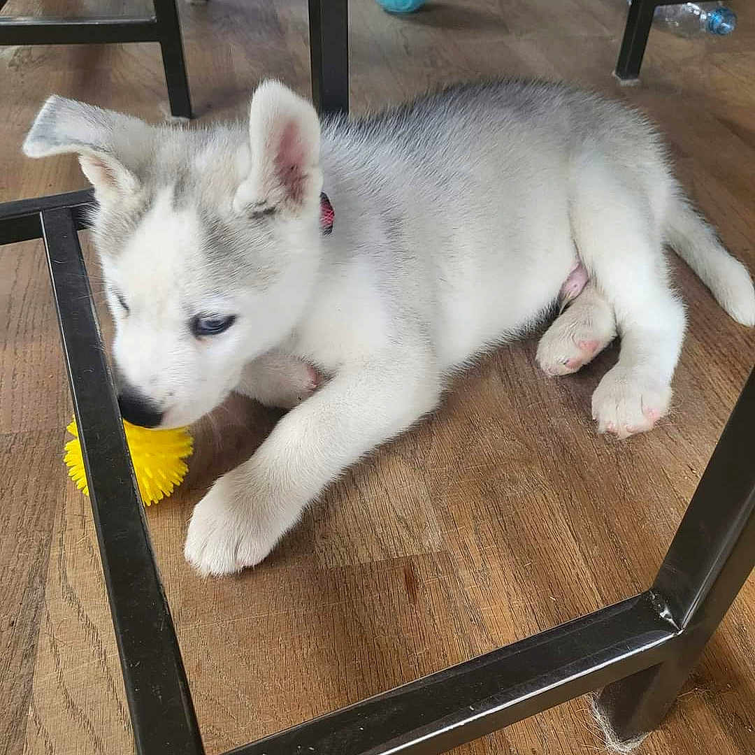 Nanook