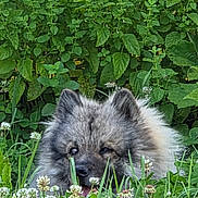 Thai a rejoint le concours — aidez-le/la à gagner de superbes lots ! animal, cute, dog, ears, eyes, face, flowers, fluffy_dog, fur, garden, grass, greenery, head, nature, outdoor, pet, plants, summer, tongue, white_clover