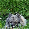 animal, cute, dog, ears, eyes, face, flowers, fluffy_dog, fur, garden, grass, greenery, head, nature, outdoor, pet, plants, summer, tongue, white_clover