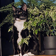 Mia participe au concours pour gagner de l'argent avec cette photo : cat, black_and_white, plant, houseplant, greenery, indoor, wooden_surface, whiskers, fur, pet, domestic_animal, curious, sitting, leaf, potted_plant, nature, animal, feline, close_up, still_life