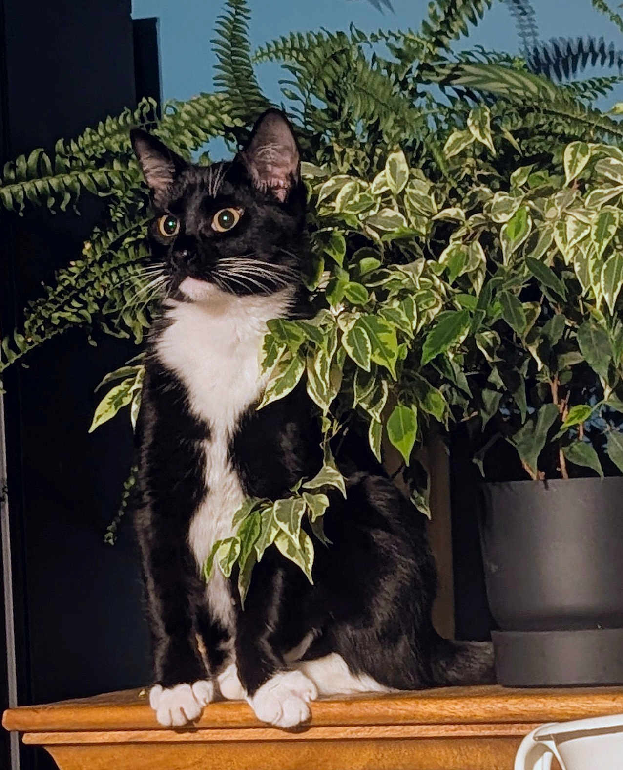 Mia