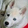 puppy, dog, white_fur, heterochromia, blue_eye, black_eye, close_up, pet, animal, cute, young_dog, soft_texture, resting, indoor, fur, ears, nose, curious, companion, domestic_animal
