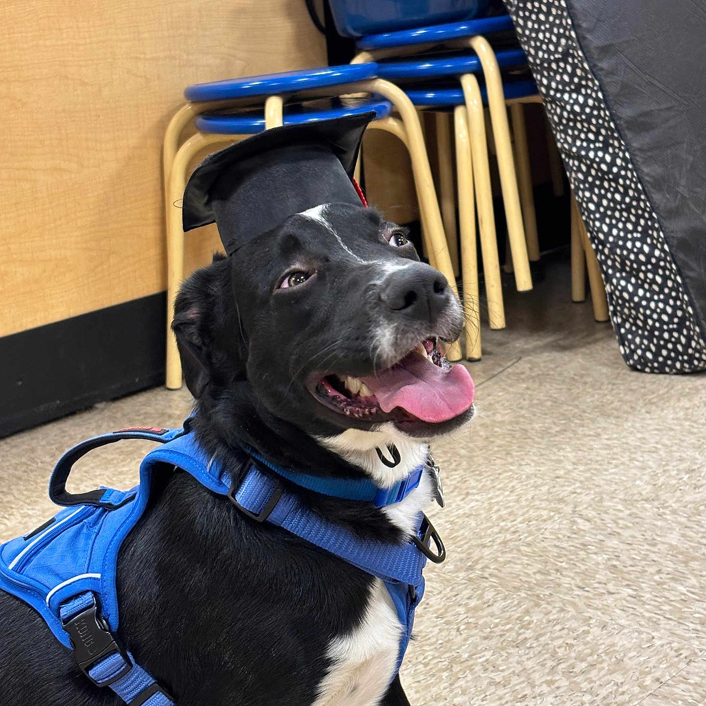 Quigley joined the competition — help win amazing prizes! accessories, animal, architecture, bag, building, canine, chair, dog, face, furniture, harness, head, hound, outdoors, person, pet, photography, puppy, shelter, strap