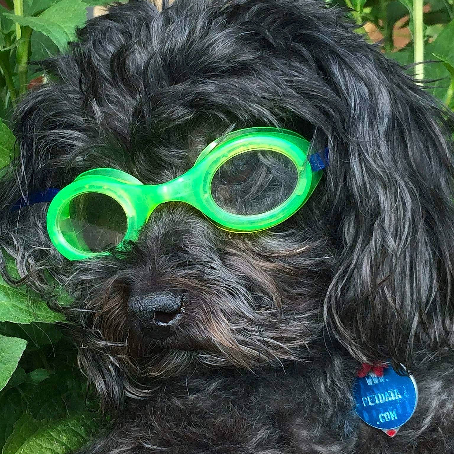 Skeeter joined the competition — help win amazing prizes! audio_equipment, carnivore, companion_dog, dog, dog_breed, dog_collar, ear, eyewear, fashion_accessory, fur, glasses, goggles, grass, liver, personal_protective_equipment, snout, sunglasses, toy_dog, vision_care, working_animal