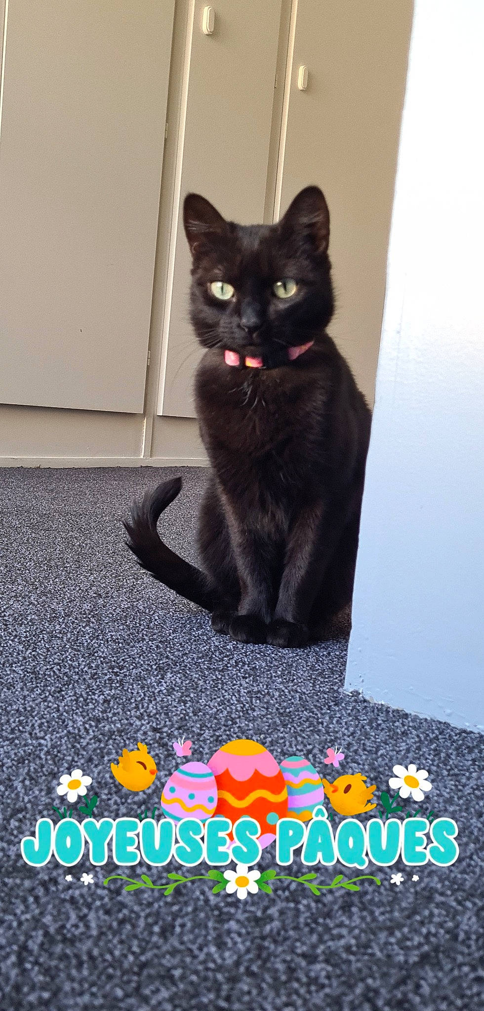 Mia a rejoint le concours — aidez-le/la à gagner de superbes lots ! art, black_cat, bombay, carnivore, carpet, cat, cat_supply, domestic_short_haired_cat, felidae, flooring, font, fur, paw, pet_supply, photo_caption, rectangle, small_to_medium_sized_cats, snout, tail, whiskers