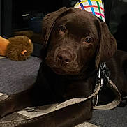 Urio a rejoint le concours — aidez-le/la à gagner de superbes lots ! dog, puppy, labrador, chocolate, party_hat, leash, indoor, floor, wooden_floor, toy, plush, lion_toy, pet, cute, animal, laying_down, curious, brown, closeup, companion