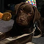 dog, puppy, labrador, chocolate, party_hat, leash, indoor, floor, wooden_floor, toy, plush, lion_toy, pet, cute, animal, laying_down, curious, brown, closeup, companion