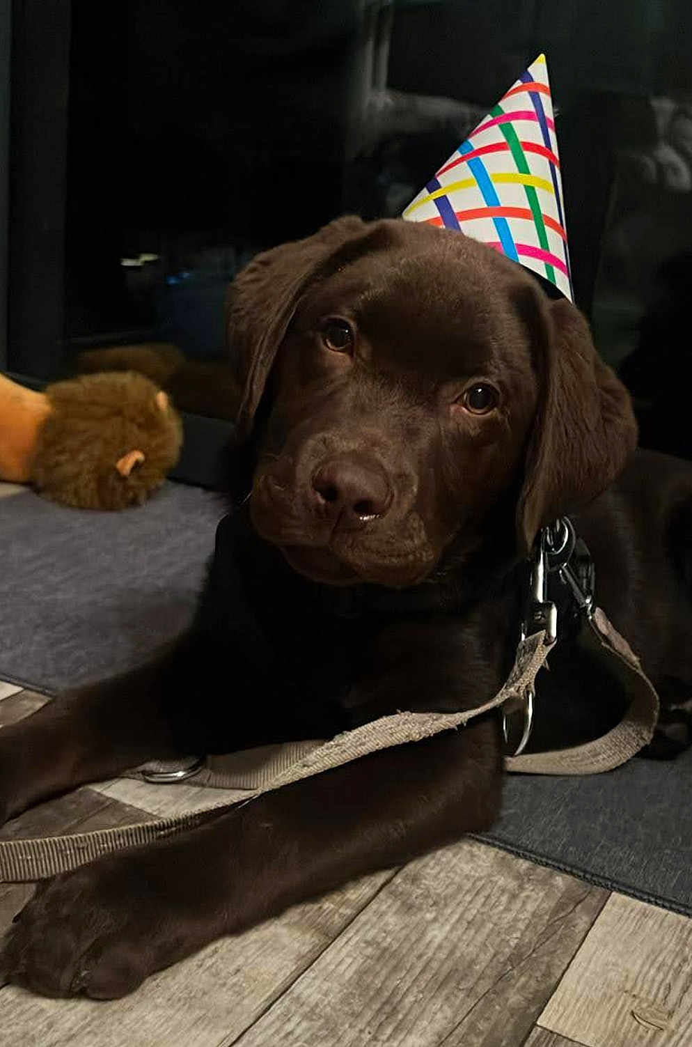 Urio a rejoint le concours — aidez-le/la à gagner de superbes lots ! dog, puppy, labrador, chocolate, party_hat, leash, indoor, floor, wooden_floor, toy, plush, lion_toy, pet, cute, animal, laying_down, curious, brown, closeup, companion