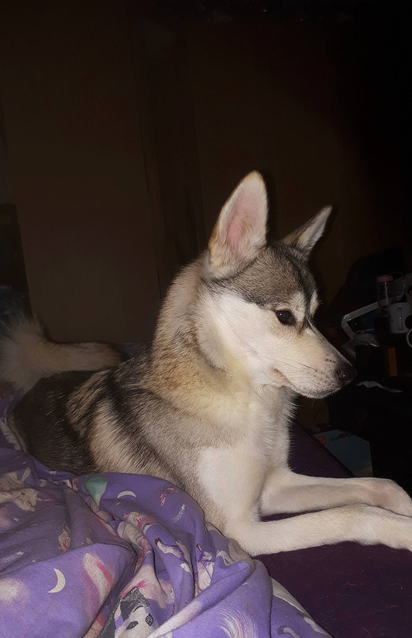 Roxy is registered to the contest to win money with this photo: alaskan_klee_kai, alaskan_malamute, canidae, carnivore, czechoslovakian_wolfdog, dog, dog_breed, east_siberian_laika, jamthund, mammal, miniature_siberian_husky, northern_inuit_dog, norwegian_elkhound, saarloos_wolfdog, sakhalin_husky, siberian_husky, sled_dog, tamaskan_dog, vertebrate, wolfdog