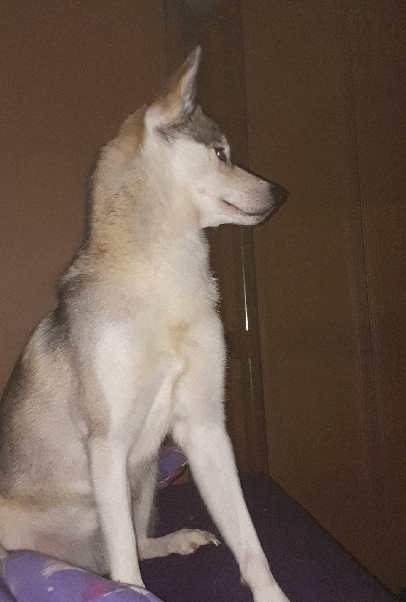 Roxy is registered to the contest to win money with this photo: canaan_dog, canadian_eskimo_dog, canidae, carnivore, czechoslovakian_wolfdog, dog, dog_breed, east_siberian_laika, mammal, native_american_indian_dog, northern_inuit_dog, rare_breed_dog, sakhalin_husky, seppala_siberian_sleddog, siberian_husky, sled_dog, tamaskan_dog, vertebrate, west_siberian_laika, wolfdog